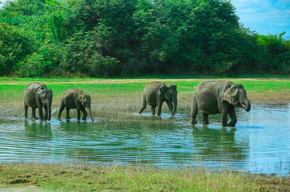 5 Places to Visit in Sri Lanka in August