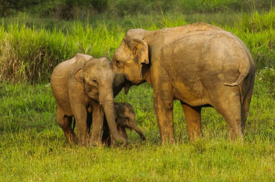 5 Places To Visit in Sri Lanka in May